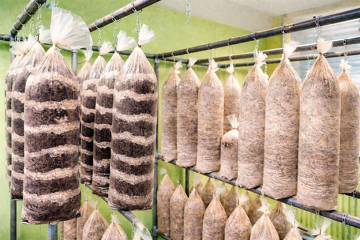 Mushroom Cultivation