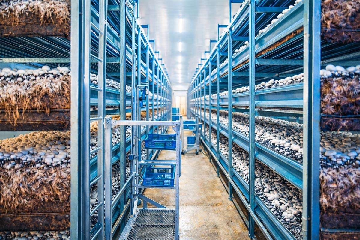 Mushroom Cultivation Chamber