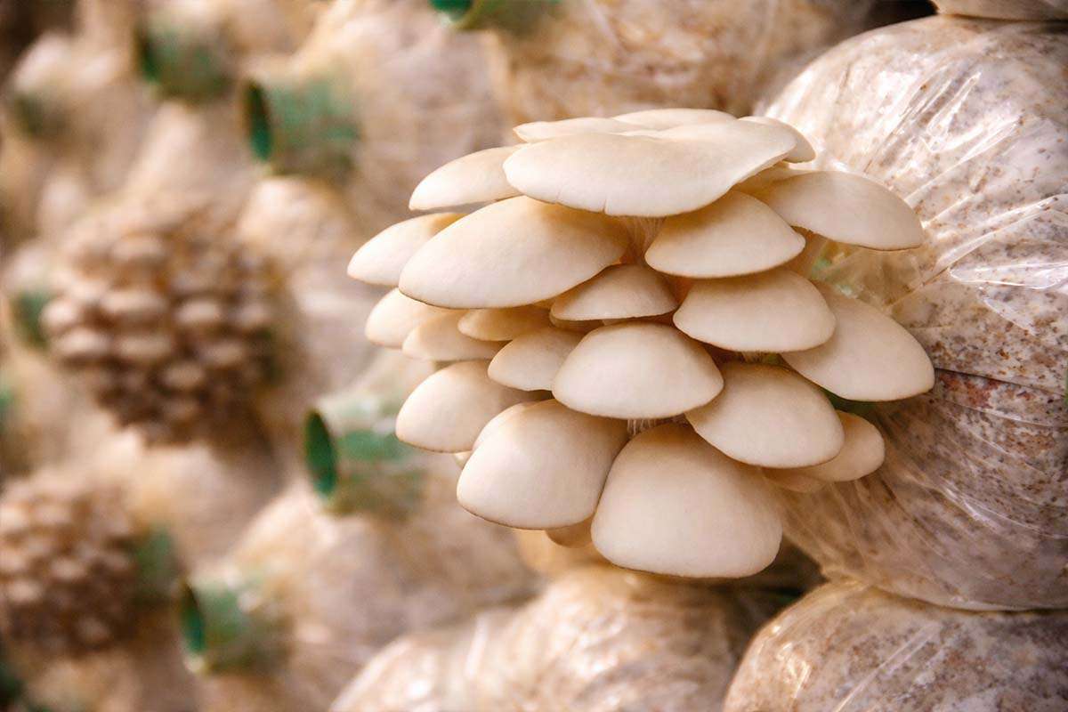 Mushroom Cultivation