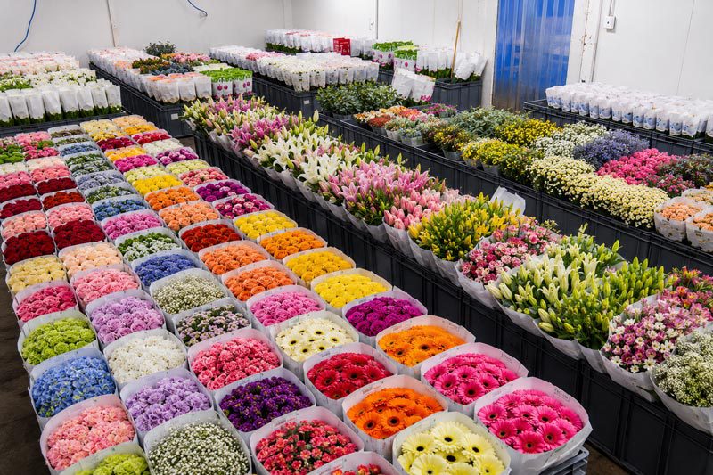 snowland cold room for flowers