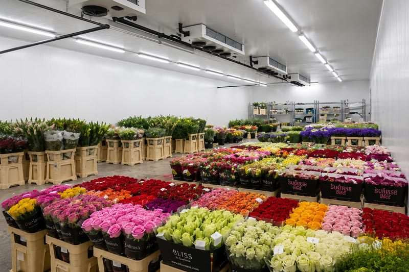cold storage floriculture