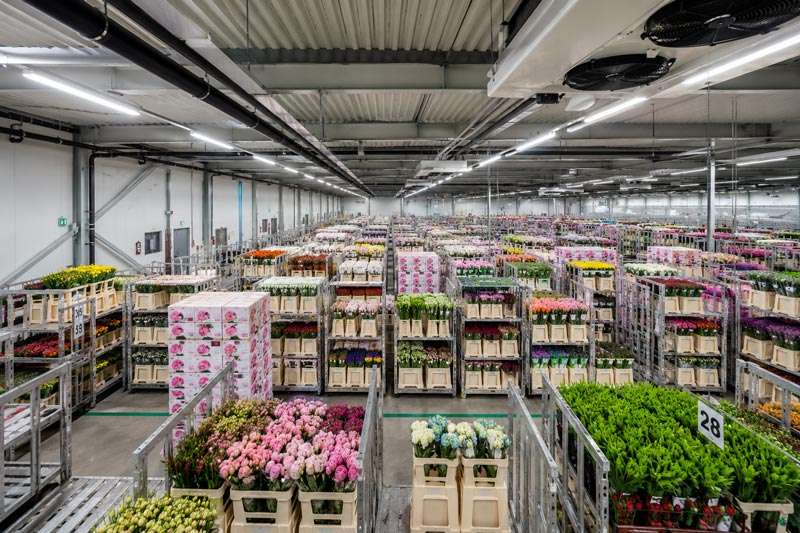 floriculture cold room